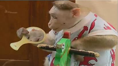 ಅಲೆಲೆ ಮಾರುತಿ: ನೀ ಯಾಕ್ ಇಷ್ಟು ನುಲಿಯುತಿ?