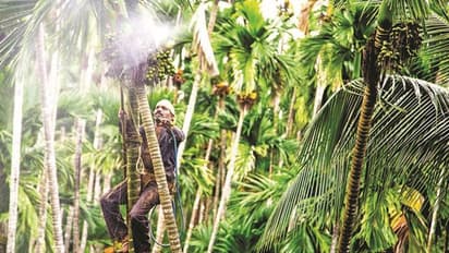 ಐದು ದಿನದಲ್ಲಿ ಅಡಕೆ ಕೊಯ್ಯಲು ಕಲಿಯಿರಿ