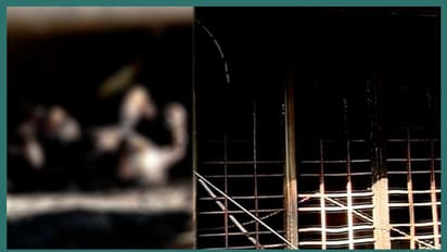 തൃശൂർ മലാക്കയിലെ തീപിടുത്തം: പാചക വാതകം ചോർന്നെന്ന് സൂചന