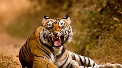 Bengal tigers may pay the price of climate change