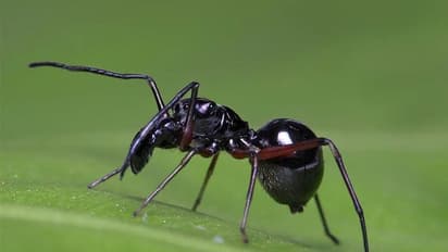 കുഞ്ഞിനെ മുലയൂട്ടുന്ന എട്ടുകാലികളെ കണ്ടെത്തി