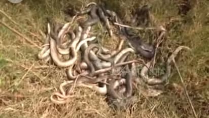 ಬೆಳಗಾವಿ: ವಿವಿಧ ಜಾತಿಯ ಹಾವುಗಳ ಮಾರಣ ಹೋಮ ಕಂಡು ಜನರು ಶಾಕ್