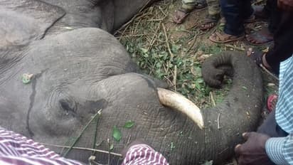 ಸಕಲೇಶಪುರದಲ್ಲಿ ರೈಲಿಗೆ ಡಿಕ್ಕಿ ಹೊಡೆದು ಕಾಡಾನೆ ಸಾವು!