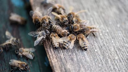 Bees attack 50 people in Karnataka during an event in village