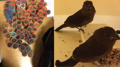 പക്ഷികളെ ഹെയര് റോളറിലാക്കി കടത്താന് ശ്രമം; എയര്പോര്ട്ടില് പിടിക്കപ്പെട്ടു