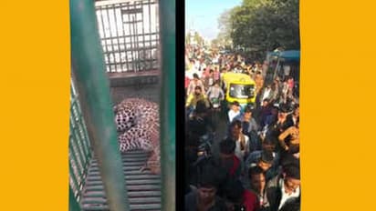 കോടതി വളപ്പില് കയറിയ പുലിയെ അതിസാഹസികമായി മുറിക്കുള്ളില് പൂട്ടിയിട്ട് അധികൃതർ; സംഭവം ഗുജറാത്തില്