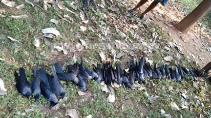 ಮಾರಮ್ಮನ ಪ್ರಸಾದ ದುರಂತ: ಜನರು ಮಾತ್ರವಲ್ಲ, ಪಕ್ಷಿಗಳ ಮಾರಣ ಹೋಮ