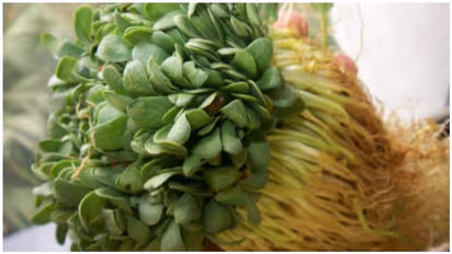 ஆண்மையை அதிகரிக்க வெந்தய கீரை..! ஒரே வாரத்தில் இப்படி ஒரு மாற்றமா..?