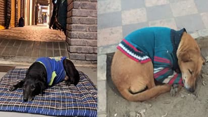 തണുപ്പില് വലയുന്ന തെരുവുനായകള്ക്ക് സ്വെറ്ററും ജാക്കറ്റും