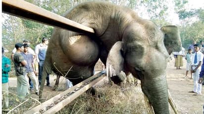 ಕಂಬಿ ಬೇಲಿಗೆ ಸಿಲುಕಿ ಸಲಗ ದಾರುಣ ಸಾವು