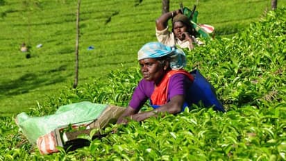 പ്ലാൻ്റേഷൻ നയത്തിൻ്റെ കരട് റിപ്പോർട്ട് ഇന്നത്തെ മന്ത്രിസഭായോഗം പരിഗണിക്കും