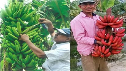 ಬಾಳೆಹಣ್ಣು  ಬೆಳೆದು ವರ್ಷಕ್ಕೆ 48 ಲಕ್ಷ ಗಳಿಸುತ್ತಾರೆ ಈ ಕೃಷಿಕ