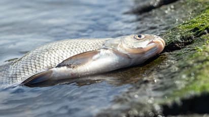 చేపల కోసం కొట్టుకున్న రెండు గ్రామాల ప్రజలు