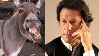 पाकिस्तान में बढ़ रही गधों की संख्या, अस्पताल खुला, एक्सपोर्ट भी हो रहे