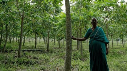 വിരമിച്ച ശേഷം മുഴുവന് പെന്ഷന് തുകയും പരിസ്ഥിതിക്കായി നല്കി; ഇത് 'വൃക്ഷങ്ങളുടെ അമ്മ'