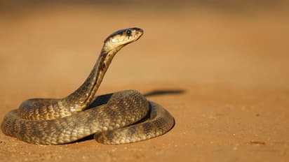 കൊല്ലേണ്ടി വന്നില്ല; ജര്മ്മന് നഗരത്തെ അഞ്ച് ദിവസം ഭീതിയിലാക്കിയ മൂര്ഖന് പിടിയില്.!