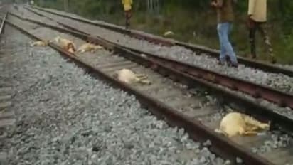 ರಾಮನಗರ: ರೈಲು ಹೊಡೆತಕ್ಕೆ ಕುರಿಗಳ ಮಾರಣ ಹೋಮ