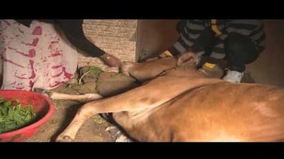 గోమాతపై పైశాచికం: ఆవుపై పశువుల్లా పడిన కామాంధులు