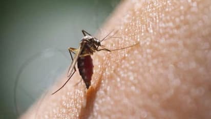 Mosquito menace: Here’s how these insects breed in houses, spread diseases