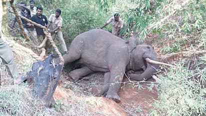 ಅರಣ್ಯದಲ್ಲಿ ಹನಿ​ಟ್ರ್ಯಾ​ಪ್‌, ಖೆಡ್ಡಾಕ್ಕೆ ಬಿದ್ದ ಪುಂಡಾನೆ