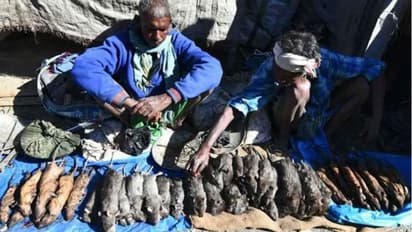 മസാലയിട്ട് 'റോസ്റ്റ്' ആക്കാന് എലിയിറച്ചി; കിലോയ്ക്ക് വെറും 200 രൂപ മാത്രം!