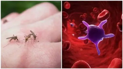 டெங்கு பற்றிய மிகப்பெரிய கட்டுக்கதை - ஒருவருக்கு ஒரே முறை மட்டும் தான் டெங்கு பாதிக்கும்..!