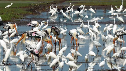 പറവകൾക്ക് പ്രിയം ഗുജറാത്ത്, പറന്നെത്തിയത് 20 ലക്ഷം ദേശാടന കിളികൾ