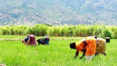 ಆ್ಯಪ್ ಮೂಲಕ ರೈತರ ಬೆಳೆ ಸಮೀಕ್ಷೆ : ಸರ್ಕಾರದಿಂದ ನೂತನ ಕ್ರಮ