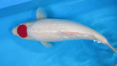 12 करोड़ में भी नहीं खरीद पाएंगे यह मछली