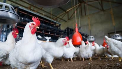 கோழிக்கறியால் கொரோனாவா..? நிருபித்தால் ரூ.1,00,00,000 பரிசு..!