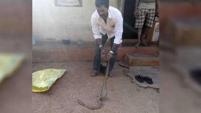 ಮೈ ತುಂಬ ವೃತ್ತಗಳನ್ನು ಹೊಂದಿದೆ ಈ ನಾಗರಹಾವು!