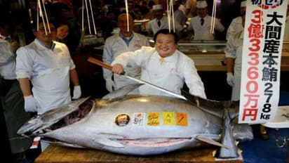 278 കിലോഗ്രാം തൂക്കം; 'ചൂര' മീൻ ഒരെണ്ണം വിറ്റുപോയത് 21 കോടിക്ക്!