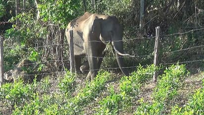 കാടിറങ്ങിയ ഒറ്റയാന വിദ്യാര്ഥികളുടെ ജീവന് ഭീഷണിയാകുന്നു; പ്രതിഷേധവുമായി നാട്ടുകാര്
