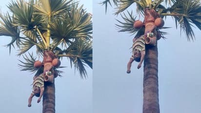 திடீர் மாரடைப்பு... மரத்தில் தலைகீழாக தொங்கியபடி உயிரிழந்த தொழிலாளி...!