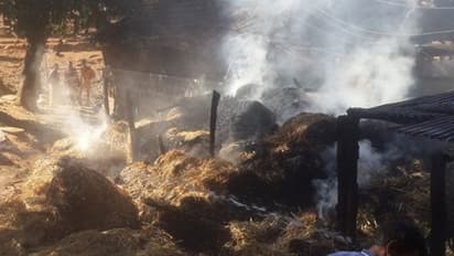 ರಾಮಚಂದ್ರಾಪುರ ಮಠದ ಗೋಶಾಲೆ ಬೆಂಕಿಗೆ ಭಸ್ಮ!