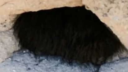 'ചുരുണ്ട് കിടന്നുറങ്ങുന്ന ഭീകരജീവി'യെ തൊട്ടുണര്ത്തി സഞ്ചാരികള് ; ഞെട്ടിക്കുന്ന വീഡിയോ