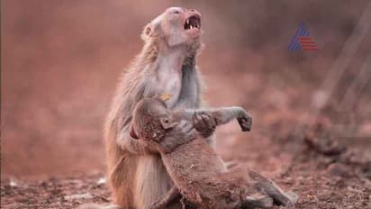 ಮಂಗನ ಕಾಯಿಲೆ: ಮಲೆನಾಡಲ್ಲಿ ಮರಣ ಮೃದಂಗ