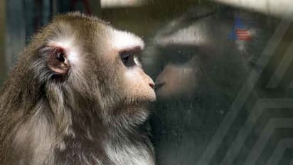 ನಿಯಂತ್ರಣಕ್ಕೆ ಬಂದ ಮಾರಕ ಮಂಗನಕಾಯಿಲೆ