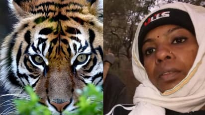 ಹುಲಿ ಕಣ್ಣಲ್ಲಿ ಕಣ್ಣಿಟ್ಟು ನೋಡಿ ಓಡಿಸಿದ ಮಹಿಳಾ ಅಧಿಕಾರಿ!