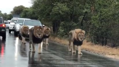 റോഡിലും രാജാക്കന്മാര്; കാറുകള്ക്ക് മുന്നിലൂടെ നടന്നുനീങ്ങുന്ന സിംഹക്കൂട്ടം - വീഡിയോ