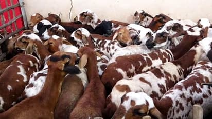 ವಿಷದ ಮೇವಿನ ಪರಿಣಾಮ ಒಂದೇ ಬಾರಿ ಅಸುನೀಗಿದ 150 ಕುರಿಗಳು