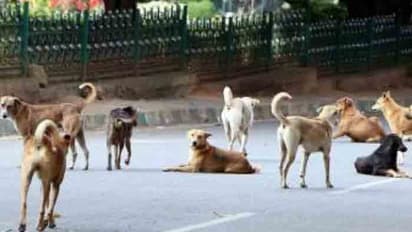 చిన్నారులపై పిచ్చికుక్కల దాడి...ముఖం పీక్కుతినడంతో బాలిక మృతి