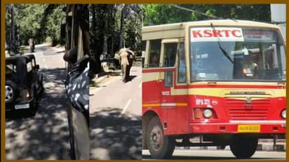 കൊമ്പനാനയെയും വെല്ലും 'ആനവണ്ടി' മാസ് - വീഡിയോ