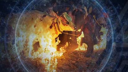 ಸಂಕ್ರಾಂತಿ ತಾರಾಫಲ: ಯಾರಿಗೆ ಶುಭ, ಯಾರಿಗಿಲ್ಲ ಲಕ್?