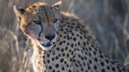 ಚಾಮರಾಜನಗರದಲ್ಲಿ ವ್ಯಕ್ತಿ ಶವ ಪತ್ತೆ: ಚಿರತೆ ದಾಳಿ ಶಂಕೆ