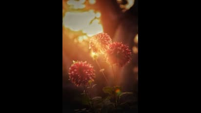 ഇരപിടിയന്‍ ചെടി മുതല്‍ കാക്കപ്പൂ വരെ; മനം നിറച്ച് വസന്തോത്സവം 2019