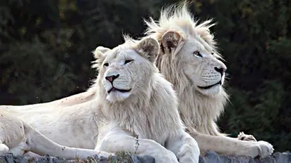 తల్లితో సింహం పిల్లల సయ్యాటలు.. తెల్ల సింహానికి నెటిజన్లు ఫిదా.. 