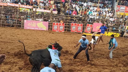 Jallikattu: 57 people injured in bull-taming sport of Tamil Nadu