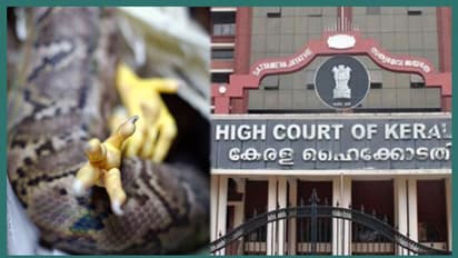 പെരുമ്പാമ്പിന്റെ വയറ്റില് ചവിട്ടി കോഴികളെ പുറത്തെടുത്ത സംഭവം; വനംവകുപ്പിനോട് വിശദീകരണം തേടി ഹൈക്കോടതി