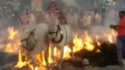 മകരസംക്രാന്തിക്ക് പശുക്കളെ തീയിലൂടെ നടത്തുന്നു; ആചാരം അവസാനിപ്പിക്കണമെന്ന് ആവശ്യം